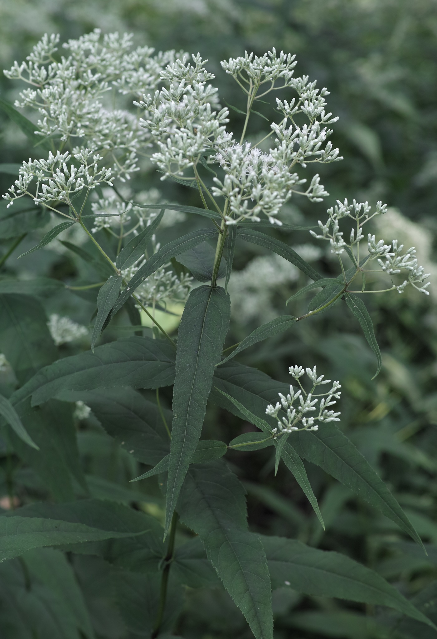 Eupatorium sessilifolium