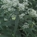Upland Boneset - Photo (c) bendingtree, some rights reserved (CC BY-NC), uploaded by bendingtree