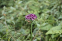 Allium wallichii