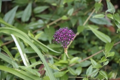 Allium wallichii