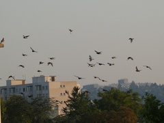 Columba livia domestica