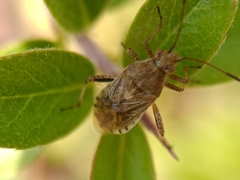 Stictopleurus punctatonervosus