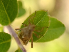 Stictopleurus punctatonervosus