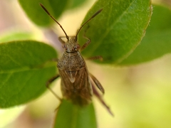 Stictopleurus punctatonervosus