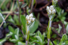 Antennaria parlinii fallax