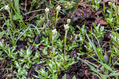 Antennaria parlinii fallax