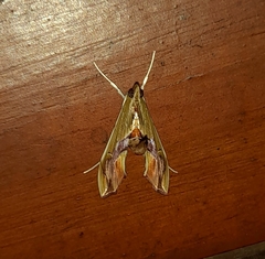 Agathodes designalis