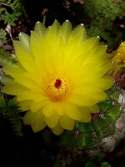 Parodia ottonis