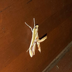 Agathodes designalis