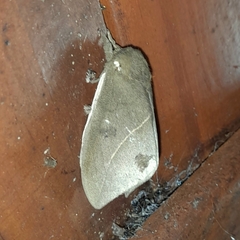 Automeris naranja