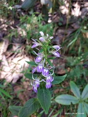 Lobelia erectiuscula