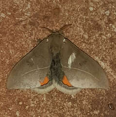 Automeris naranja