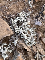 Xanthoparmelia chlorochroa