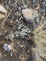 Xanthoparmelia chlorochroa