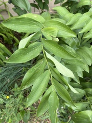 Polygonatum
