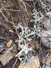 Xanthoparmelia chlorochroa