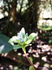 Gentiana sikkimensis