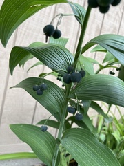 Polygonatum