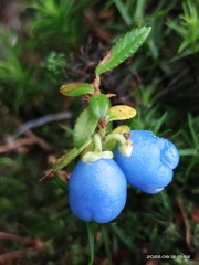 Gaultheria trichophylla