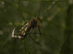 Panorpa meridionalis