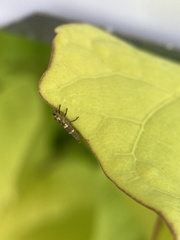 Coleomegilla maculata