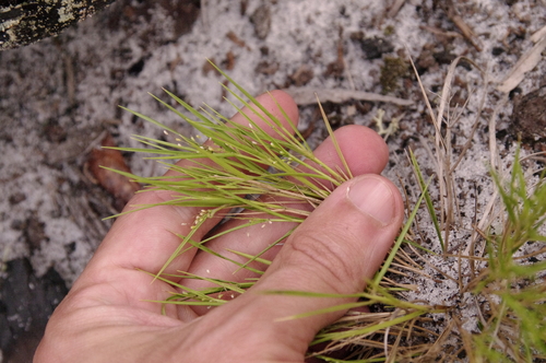 Image of Small-Seeded Panicgrass (Dichanthelium chamaelonche) by (c) Eric Knight, some rights reserved (CC BY)