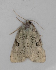 Leuconycta diphteroides