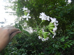 Saponaria