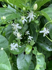 Clematis terniflora garanbiensis