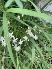Clematis terniflora garanbiensis