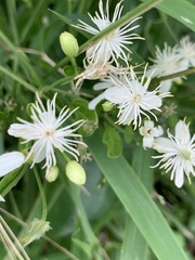 Clematis terniflora garanbiensis