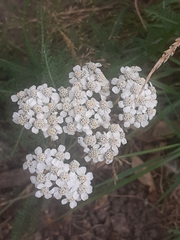 Achillea millefolium