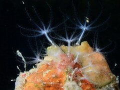 Sarcodictyon catenatum