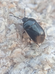 Adomerus maculipes
