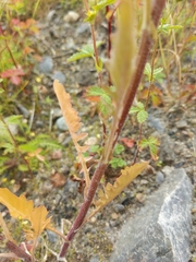 Rorippa hispida