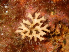 Frondipora verrucosa