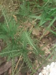 Achillea millefolium