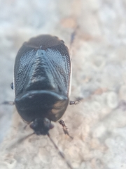 Adomerus maculipes