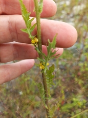Rorippa hispida