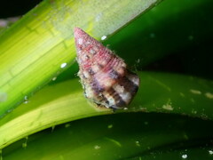 Jujubinus exasperatus