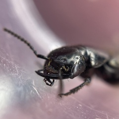 Philonthus splendens