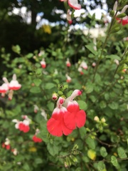 Salvia coccinea
