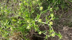 Acicarpha tribuloides