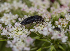 Acmaeoderella flavofasciata flavofasciata
