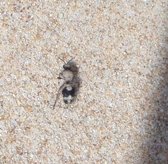 Dasylabris lugubris