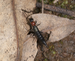 Paederus meyricki