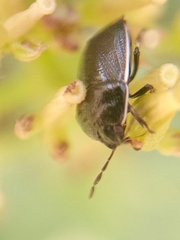 Adomerus maculipes