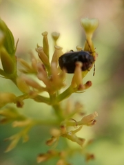 Adomerus maculipes