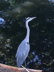 Ardea cinerea