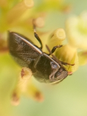 Adomerus maculipes